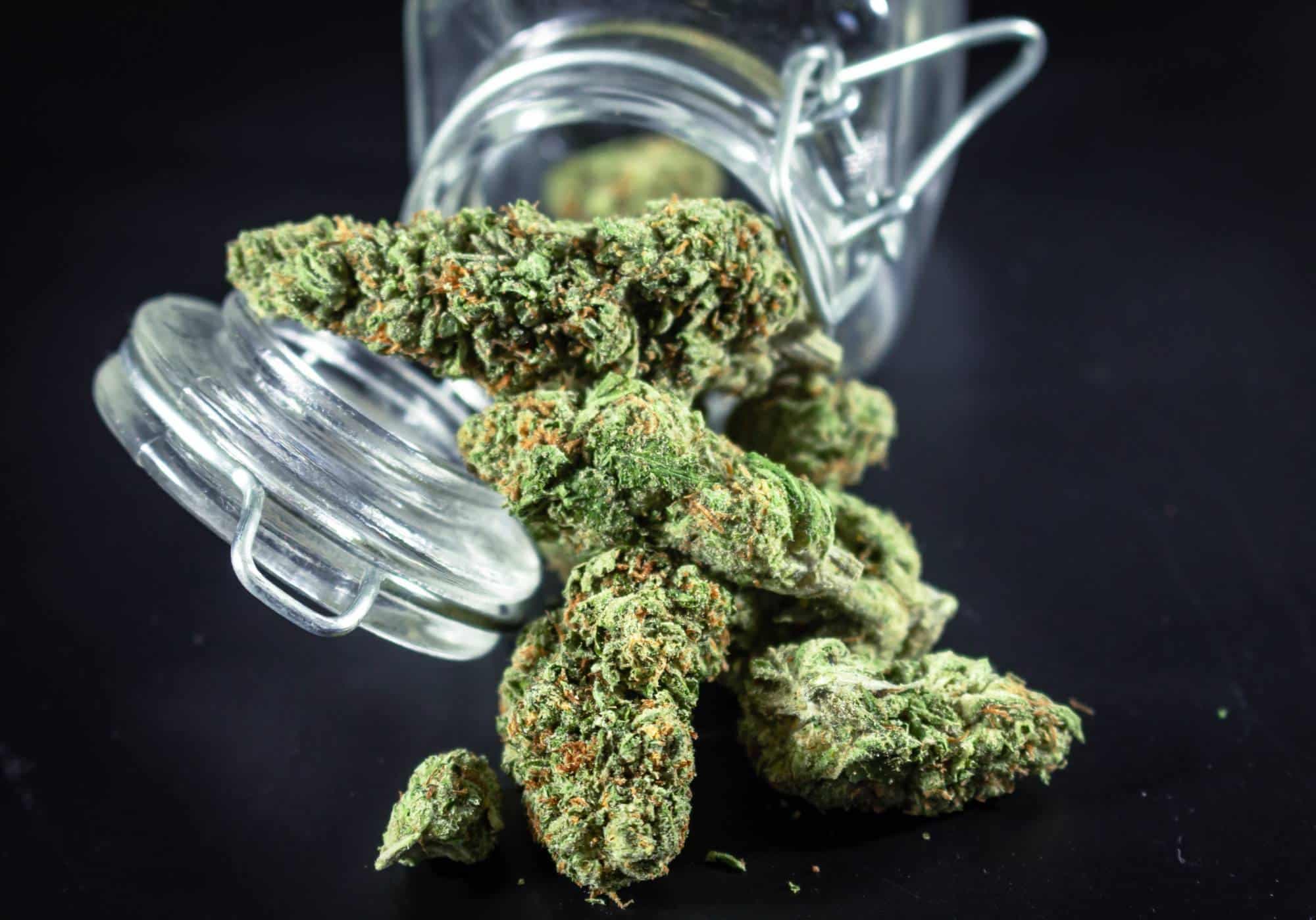 La guia definitiva de las grandes familias de weed: Origenes, geneticas y perfiles aromaticos
