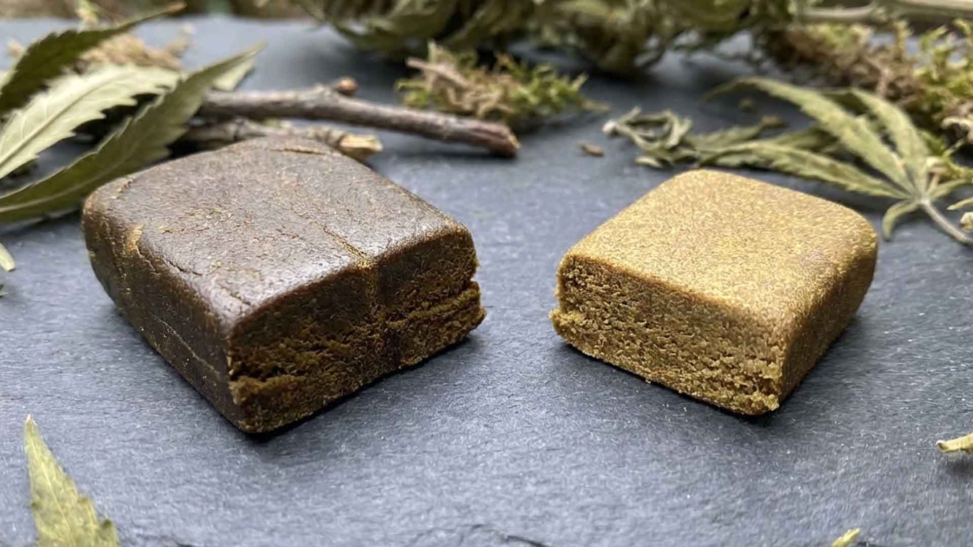 La guia definitiva de las familias de hachis: De las tradiciones ancestrales a las extracciones modernas de vanguardia