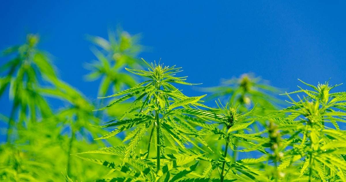 Amsterdam Genetics