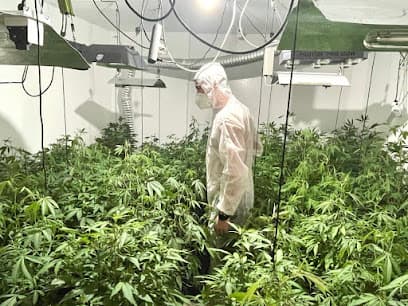 Asociación Cannábica La Vega Cannabis Club Lanzarote