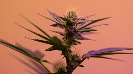 Deleite Canna | CBD Shop (OPEN 24H)