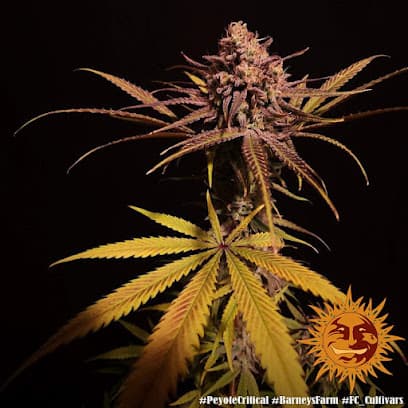 VidaBohemia CBD