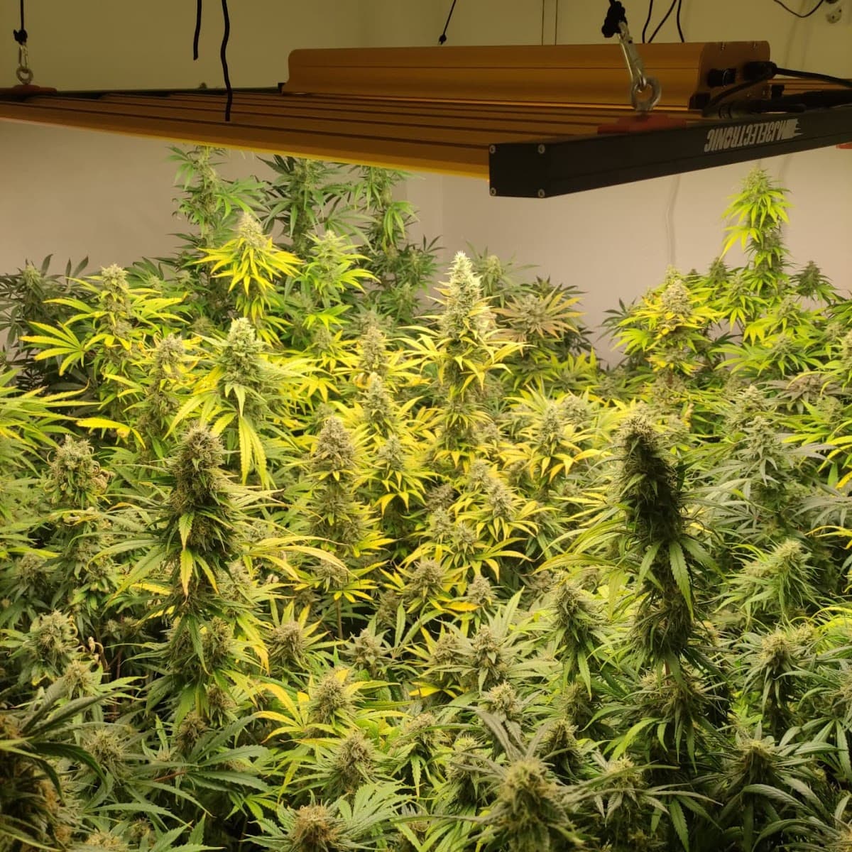 Sinsemilla Street Growshop Malaga 2