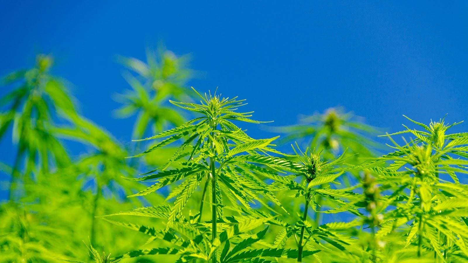 Amsterdam Genetics 2